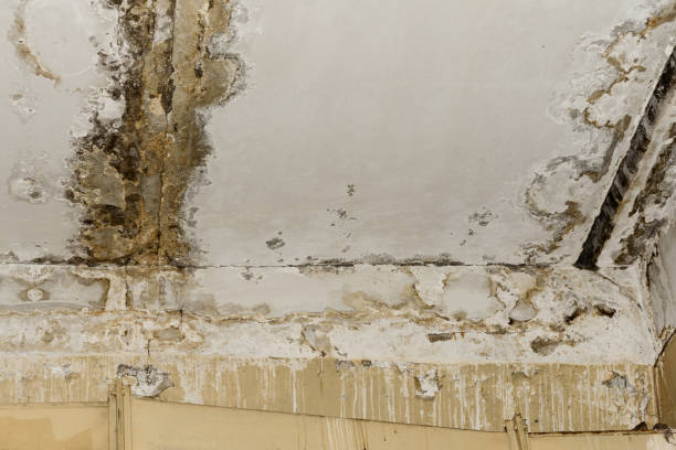 Best Black Mold Removal  in Kenhorst, PA