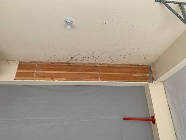 Mold Remediation for Rental Properties in Kenhorst, PA