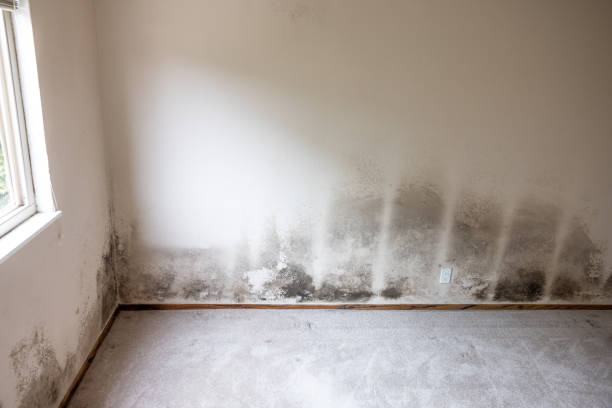 Best Water Damage & Mold Remediation  in Kenhorst, PA