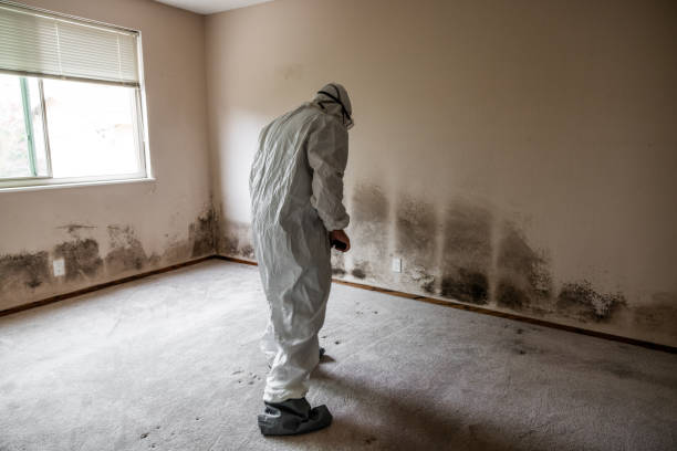 Best Basement Mold Removal  in Kenhorst, PA