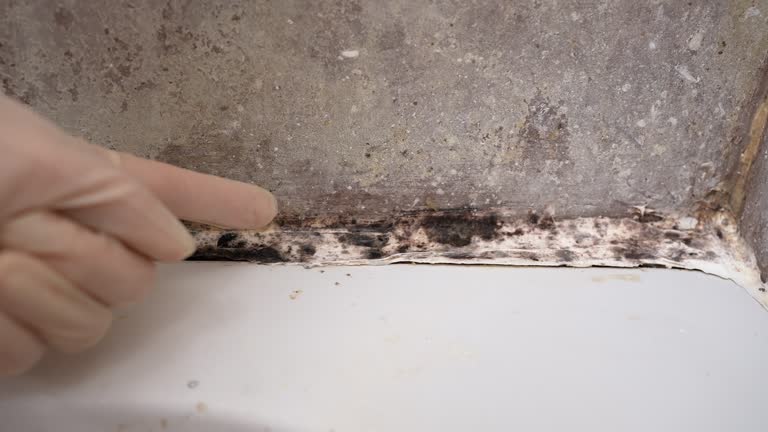 Best Attic Mold Removal  in Kenhorst, PA