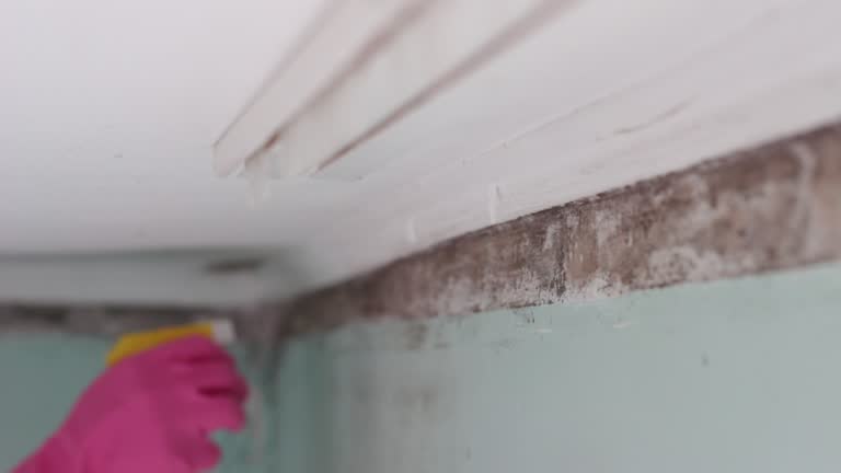 Best Mold Damage Restoration  in Kenhorst, PA